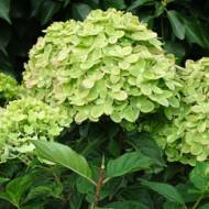 Саженец гортензии метельчатой ​​(метельчатой) Mohito в контейнере