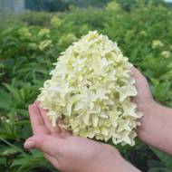 Саженец гортензии метельчатой ​​Skyfall в контейнере