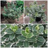 Саженец бересклета Форчуна Эмеральд Гаети в контейнере