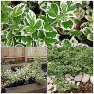 Саженец бересклета Форчуна Silver Queen в контейнере