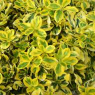 Саженец бересклета Форчуна Эмеральд Голд в контейнере