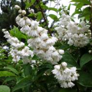 Дейция Scarba Plena