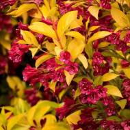 Саженец вейгелы Aurea в контейнере