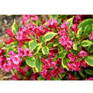 Саженец вейгелы Brigela в контейнере