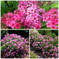 Саженец спиреи японской Crispa в контейнере