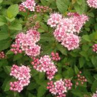 Саженец спиреи японской Little Princess в контейнере