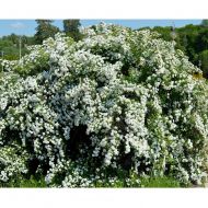 Саженец спиреи Вангутта White Вride (Белая невеста) в контейнере