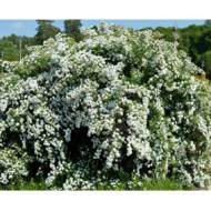 Саженец спиреи Вангутта White Вride (Белая невеста) в контейнере