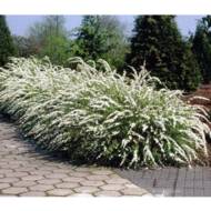 Саженец спиреи Grefsheim в контейнере