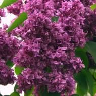 Саженец сирени Mrs Edward Harding в контейнере