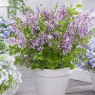 Саженец сирени Мейера Flowerfesta в контейнере