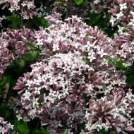 Саженец сирени Meyeri Palibin в контейнере