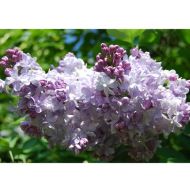 Саженец сирени Marchal Lannes в контейнере