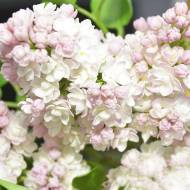 Саженец сирени Красотка в контейнере