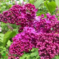 Саженец Сирень Конго