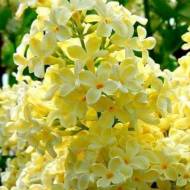 Саженец сирени Primrose в контейнере