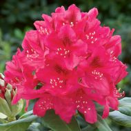 Саженец рододендрона Nova Zembla в контейнере