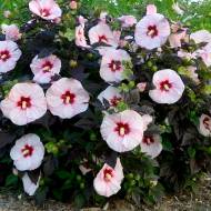 Саженец гибискуса сирийского Magenta Chiffon в контейнере