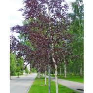 Саженец березы плакучей Purpurea в контейнере