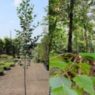 Саженец березы черной в контейнере