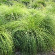 Саженец споробола пространного Wisconsin в контейнере