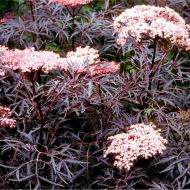 Саженец бузины черной Black Lace в контейнере