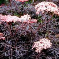 Саженец бузины черной Black Lace в контейнере