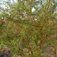 Саженец ивы matsudana Tortuosa в контейнере