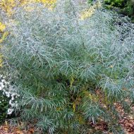 Саженец ивы сизой Angustifolia в контейнере