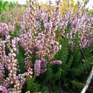 Саженец вереска Чары Полесья в контейнере