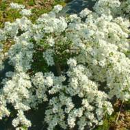 Саженец экзохорды The Bride в контейнере