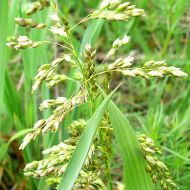 Саженец зубровки в контейнере