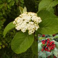 Саженец калины гордовина в контейнере