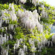 Саженец глицинии белой в контейнере