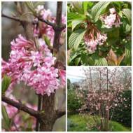 Саженец калины боднантенской Dawn в контейнере