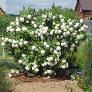 Саженец калины обыкновенной Бульденеж в контейнере