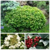 Саженец калины обыкновенной Nanum в контейнере