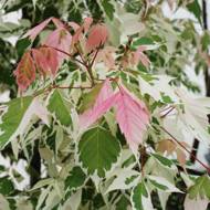 Саженец клена ясенолистого Flamingo в контейнере