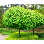 Саженец клена глобозум в контейнере