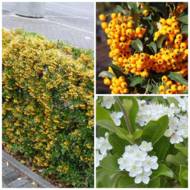 Саженец пираканты Солейл Дор в контейнере