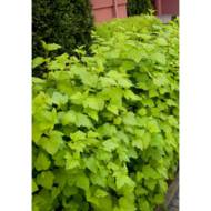 Саженец пузыреплодника калинолистного Luteus в контейнере