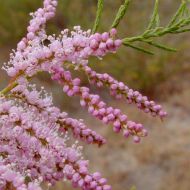 Саженец тамарикса ветвистый Rosea в контейнере