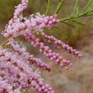 Саженец тамарикса ветвистый Rosea в контейнере