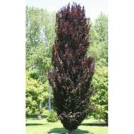 Саженец бука Rohan пирамид в контейнере