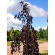 Саженец бука повисшего Purple Fountan в контейнере