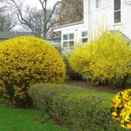 Саженец Форзиция Maluch