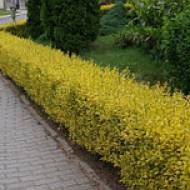 Саженец бирючины обыкновенной Желтолистая в контейнере