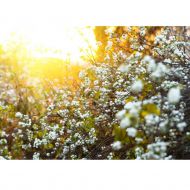 Саженец снежноягодника White hedge в контейнере