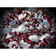 Саженец снежноягодника Variegata в контейнере