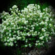 Саженец фозергилы majo в контейнере